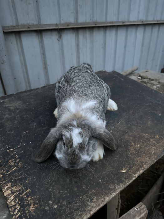 Iepuri de vanzare berbec german !