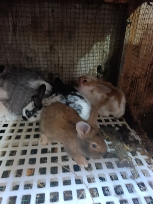 Ona + 7 ta bolasi sotiladi