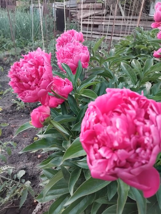 Продажа пионов домашних