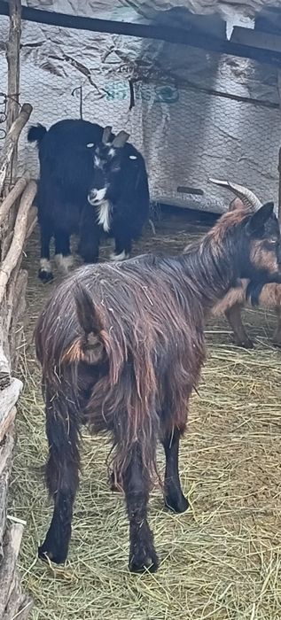 De vanzare iezi de paste pentru sacrificat