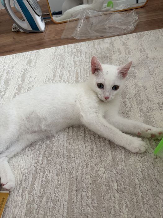 Отдадим в добрые руки кота