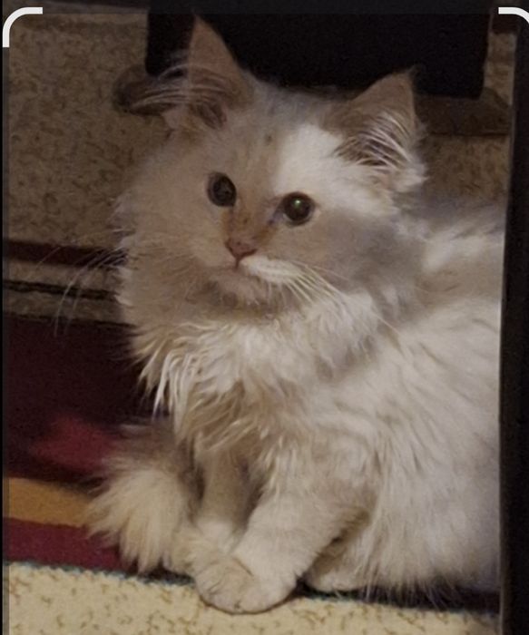 Котенок белого цвета,ушки и хвостик кофейного цвета