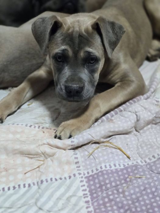 Cane Corso cu Pedigree