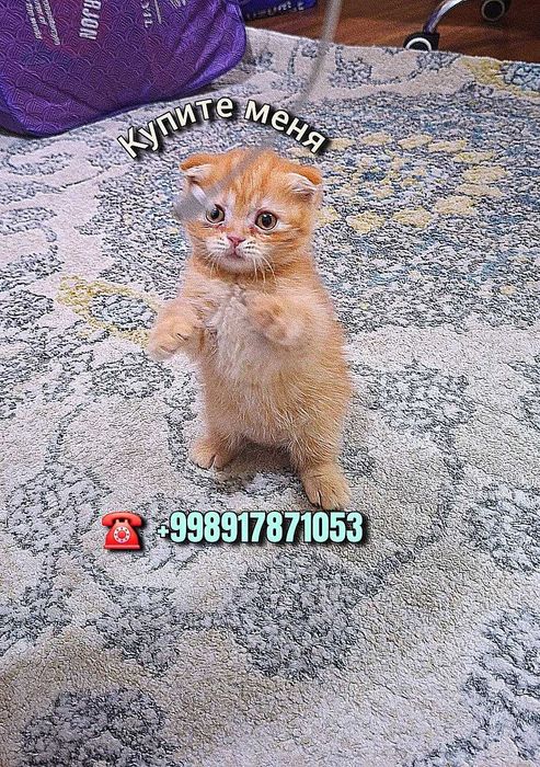 Вислоухая вислоухи(й)(е) котёнок кошк(а)(и) шотландски(е)(й) шотлан