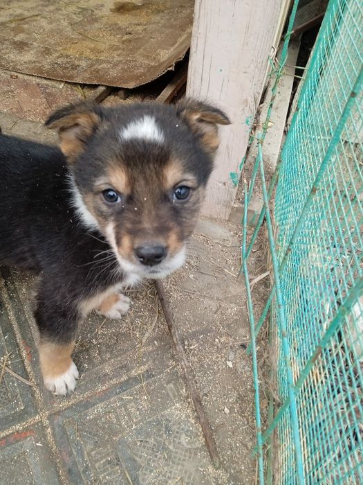 Щенки в добрые, ответственные руки.