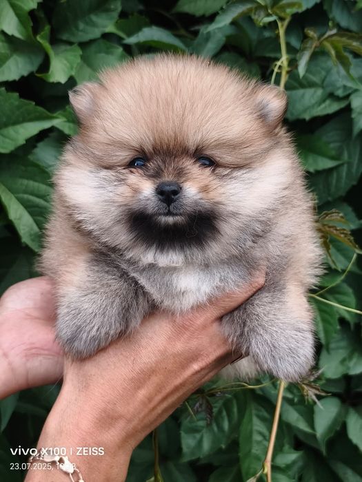 Очаровательные щенки шпица.