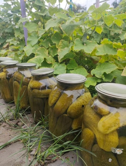 Соленья. Огурцы помидоры