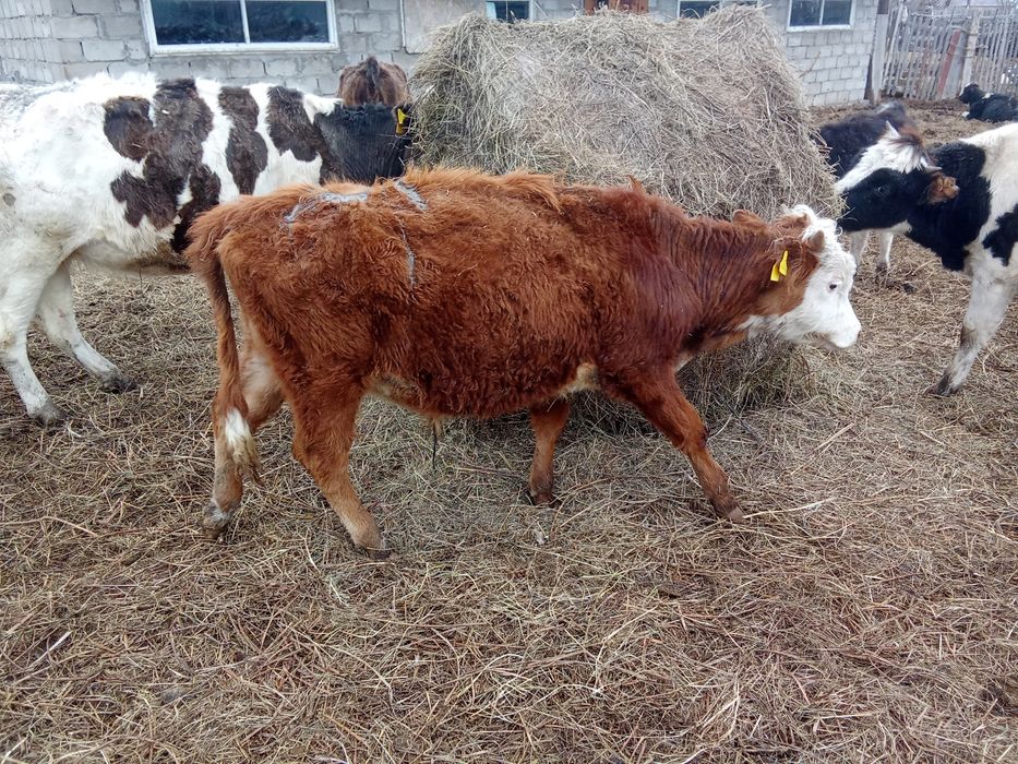 Быки бұқа крс бычки