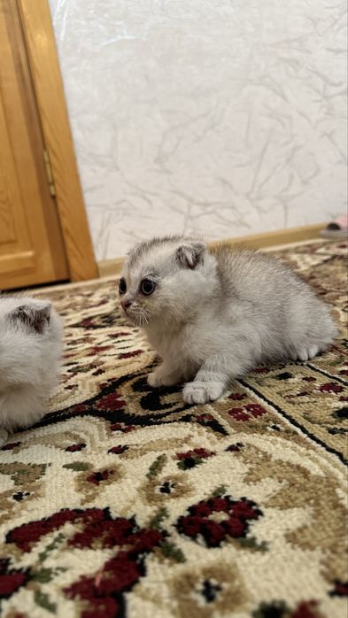 Шиншилла  котята