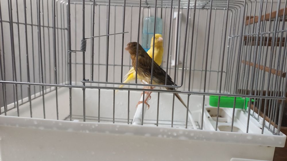 Канарйека смотилади