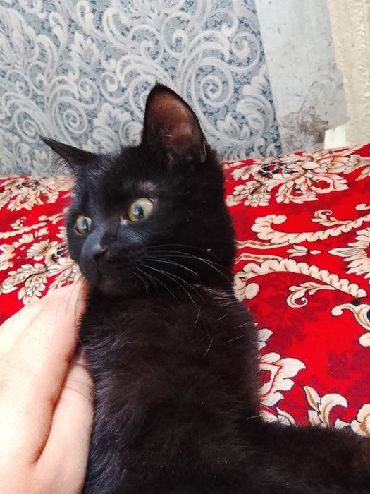 Отдам в хорошие руки!