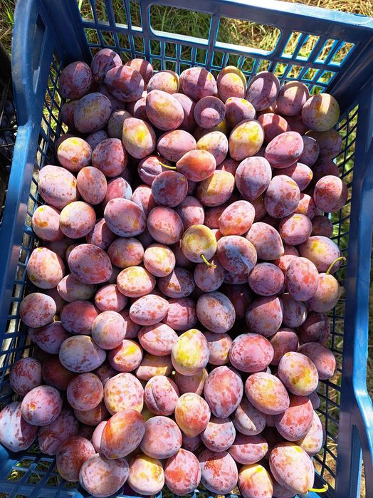 Vindem prune pentru țuică, magiun, compot