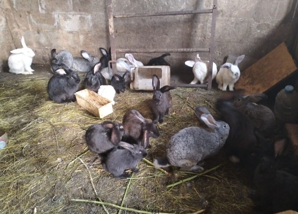Продам домашних кроликов.