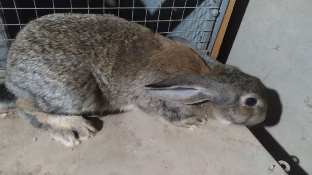 Quyon va quyon bolalari sotiladi