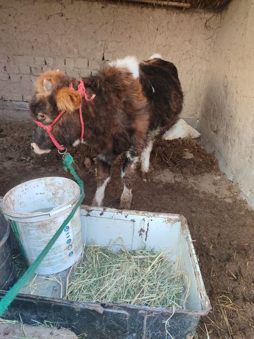 Бағасы 400 мың,  Нұртас ауылында