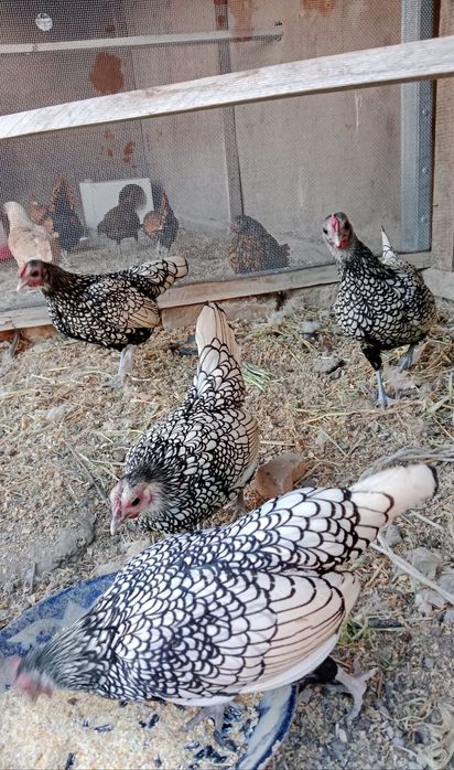 Сибарят сотилади