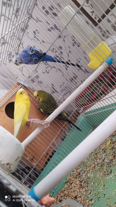 Попугай 3 чех. To'ti 3 ta chex