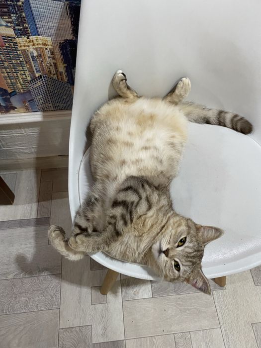 Отдам кошку в добрые руки