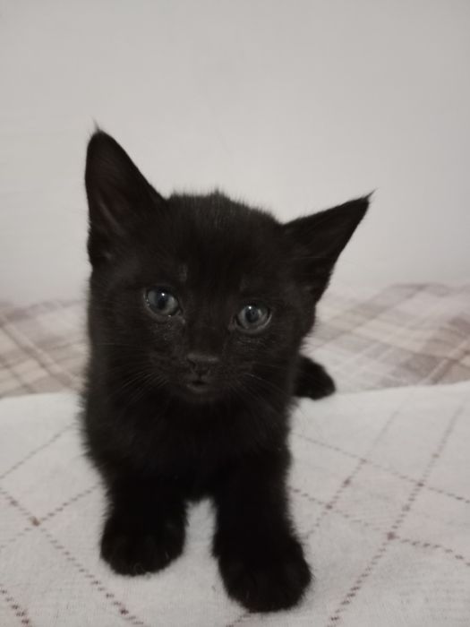 Котята в ответственные руки