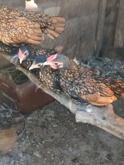 Cocosi si gaina mătase japoneză si sebrightht