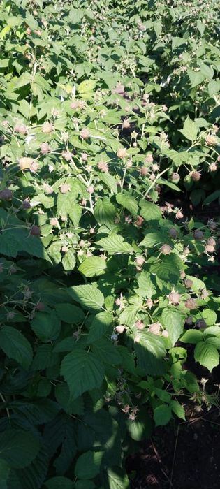 Саженцы малины сорт полана