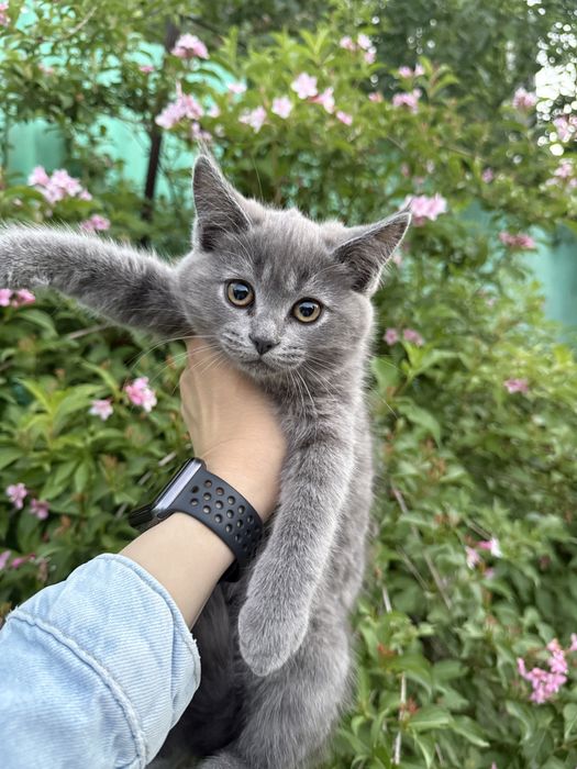 Продам котят  Шотландской Вислоухой