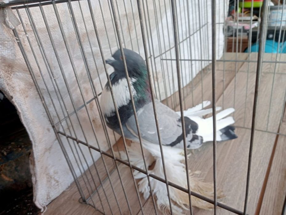 Porumbei gusati de Pomerania