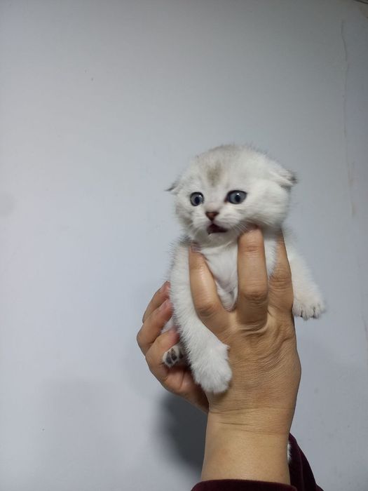 Продаются котята