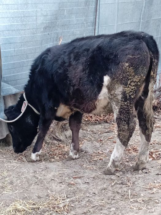 Продам тёлку 10месяцев