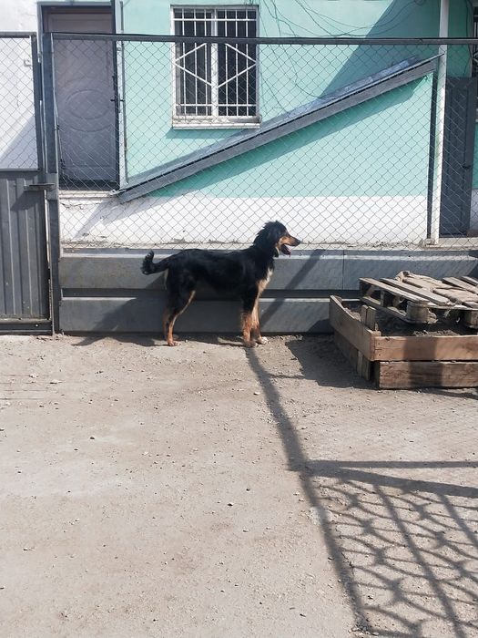 Собаку-мальчика в добрые руки