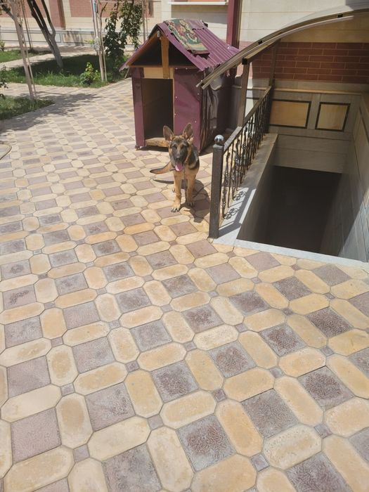 Овчарка 4 месяца сучка