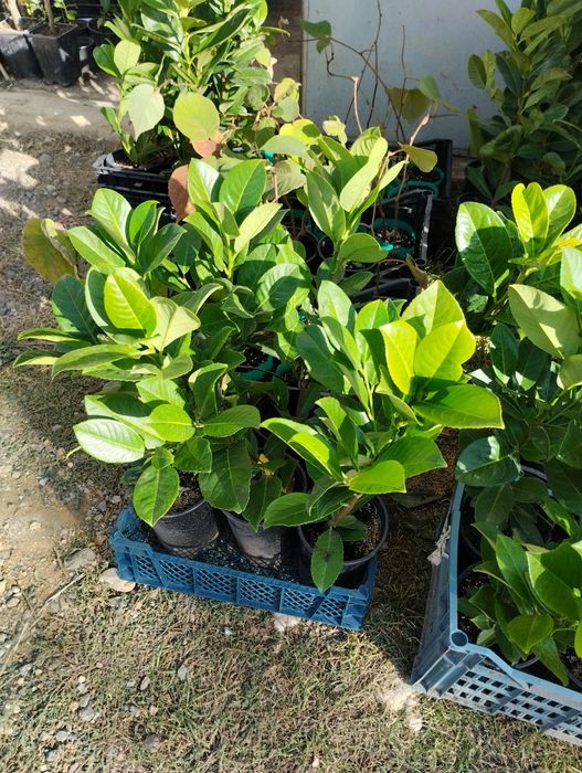 Лавровишна - жив плет