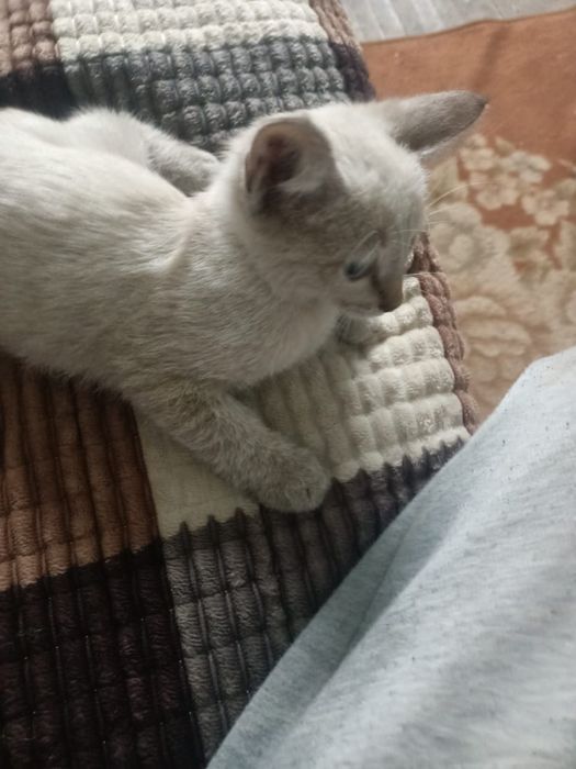 Котята ищут самых лучших родителей
