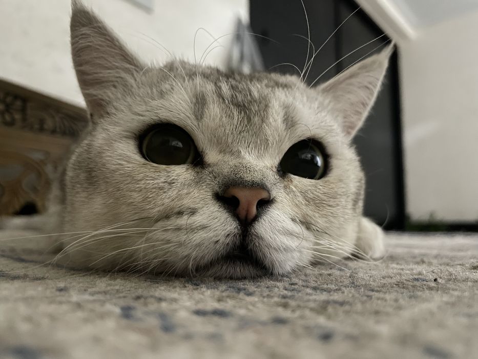 Продается кот, Серибристая Шиншилла