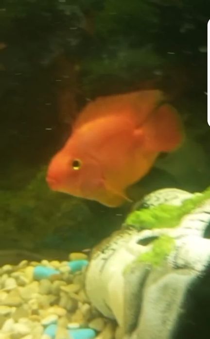 Красный попугай.