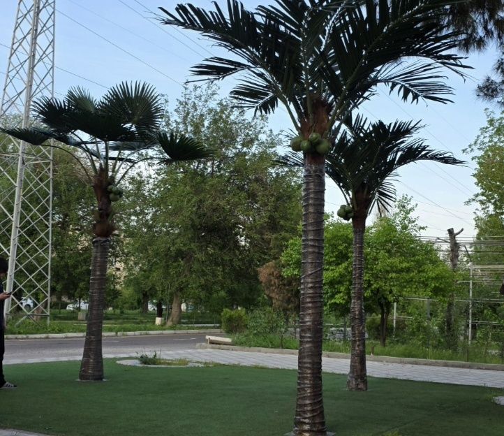 Palma African Park  Suniy darahtlari