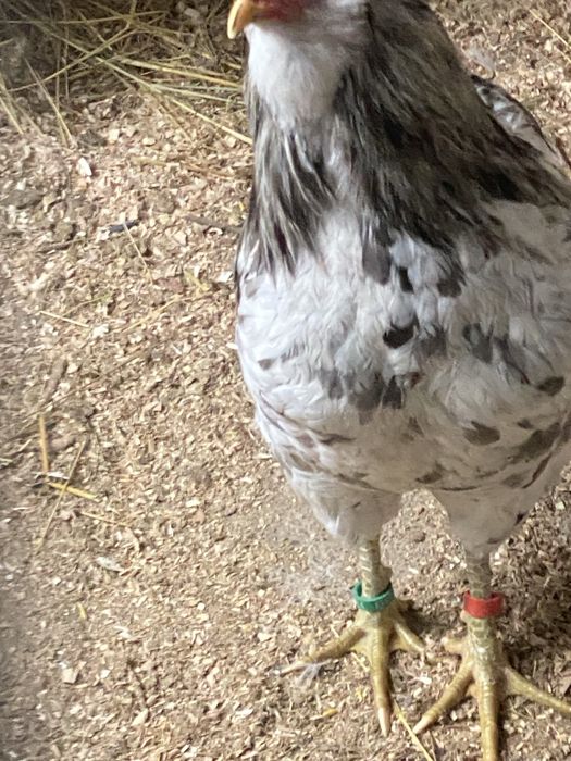 Oua si pui  araucana