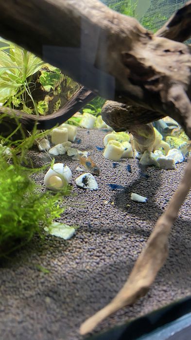 Креветки неокаридины Блю дрим