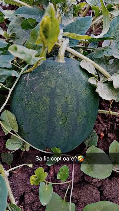 Vând pepeni de murat