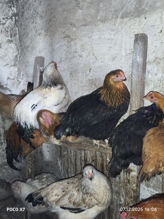 Продам Петухов разные пароды