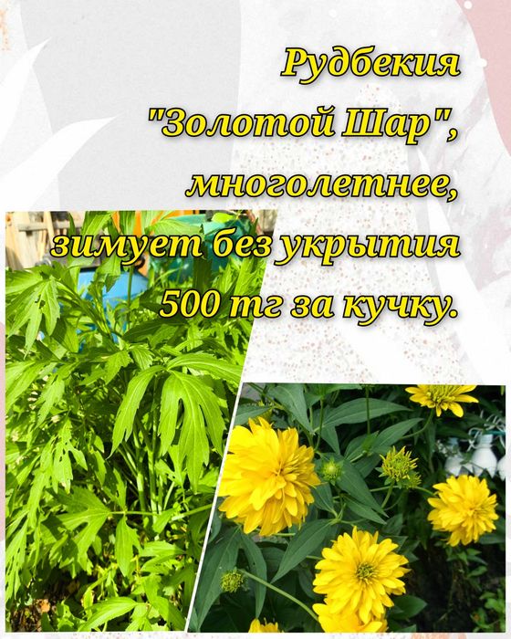 Цветочки и саженцы