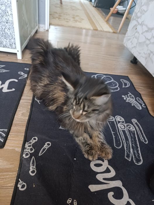 Продам Мейн кун девочка