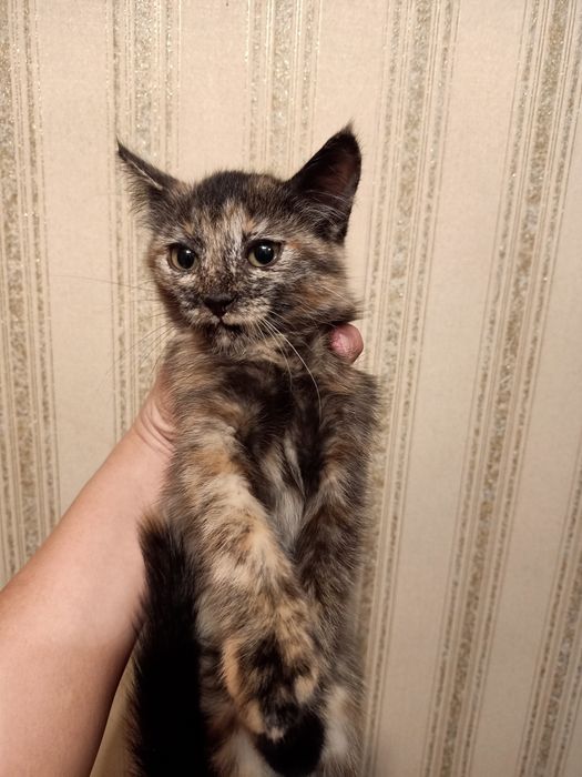 Әдемі марғаулар тегін. Красивые котята.