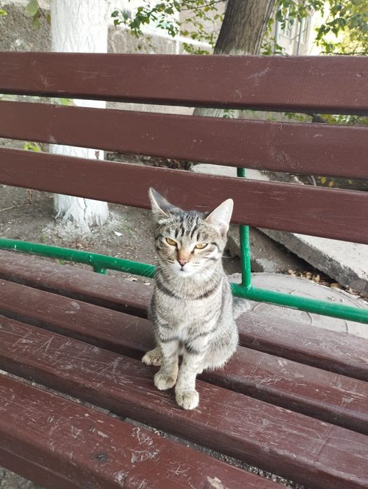 Котёнок девочка 4 месяца
