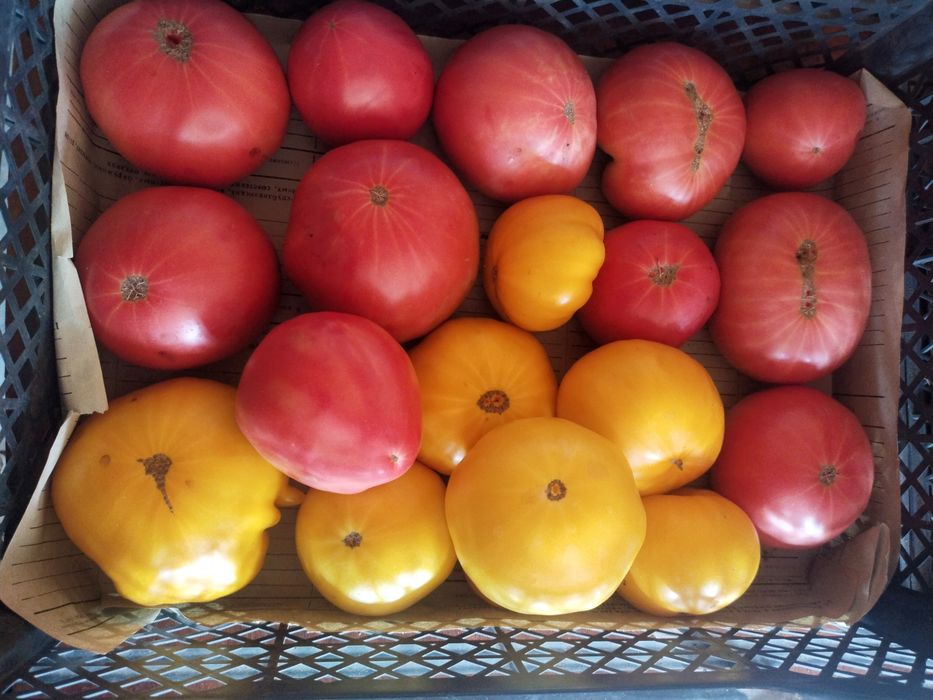 Продам домашние помидоры.