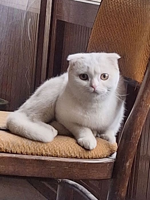 Продаëтся кошка вислоухая