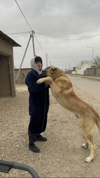 Щенок кангал турецкий 9 мес
