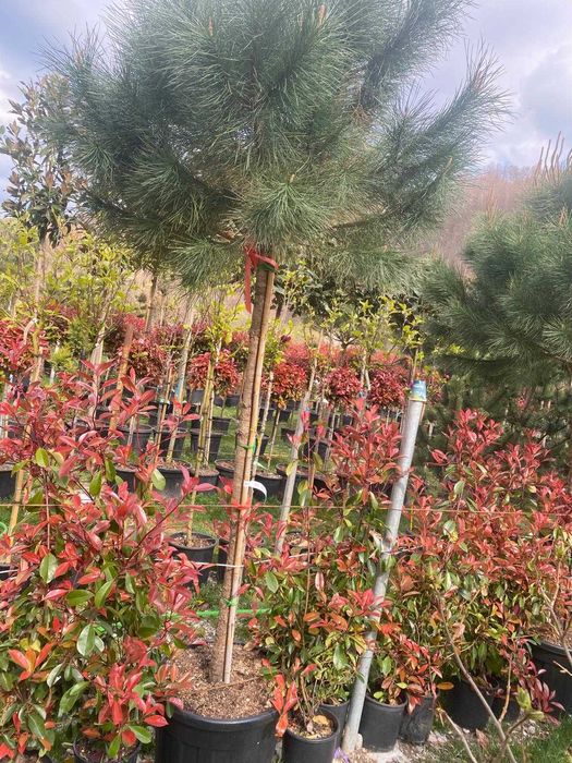 Photinia Red Robin Tip Tufă pentru Curți și Grădini Elegante