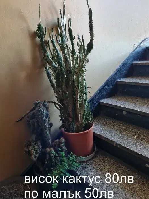 Кактуси , агавве малки и големи