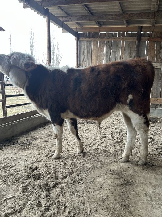 Ақбас порода бычок